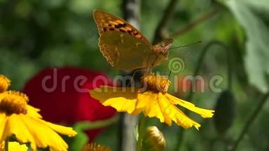 小蝴蝶吃花粉黄色宇宙花。